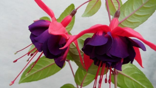 Kaksinkertainen kukkia Crimson verholehdet ja tumma lila terälehdet