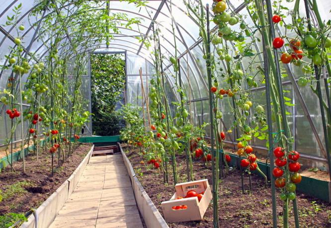 Kasvava tomaatit kasvihuoneessa. Havainnollistamiseen artikkeli käytetään tavallisen ajokortin © ofazende.ru