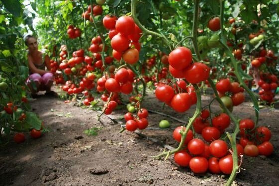 Miten kasvaa tomaatit (tomaatit)