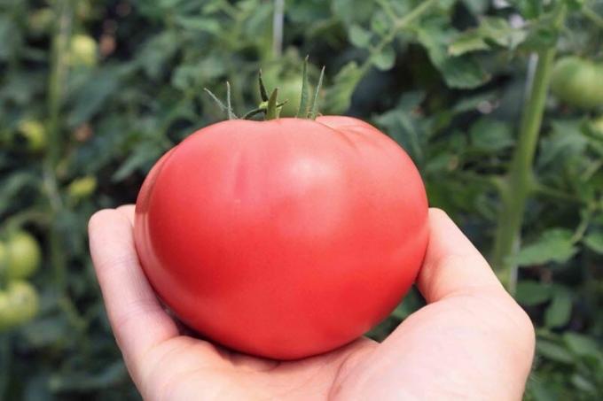 Miten lisätä sokeripitoisuus tomaatit, jos ne ovat "hapan". helppo resepti