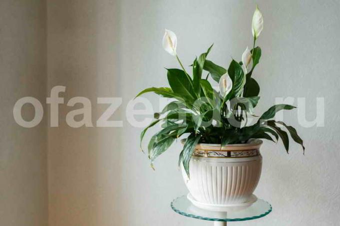 Kaunis huonekasvi Spathiphyllum (naaras onnellisuus)