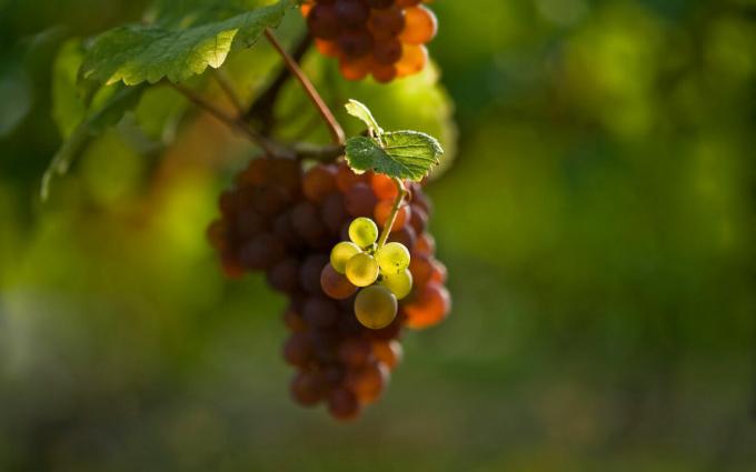 Mitkä ovat 3 tärkeimmät säännöt sinun täytyy seurata, kun istutus viinirypäleet keväällä, saavat edelleen suuria viljelykasveihin