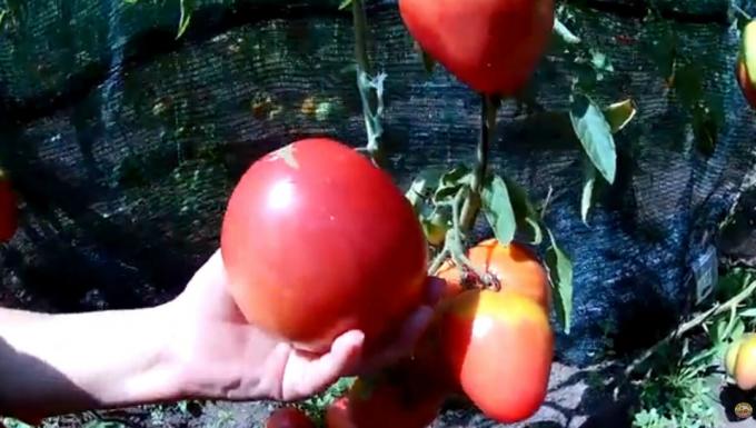"Liha" ei ole koskaan liikaa. Top 3 eniten mehevä ja tuottava lajikkeiden tomaatteja oman kasvihuoneissa ja puutarhoissa