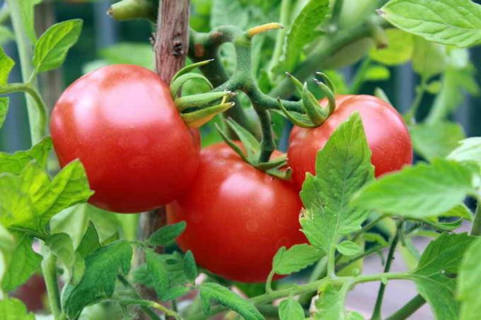 Harvest tomaatit. Havainnollistamiseen artikkeli käytetään tavallisen ajokortin © ofazende.ru