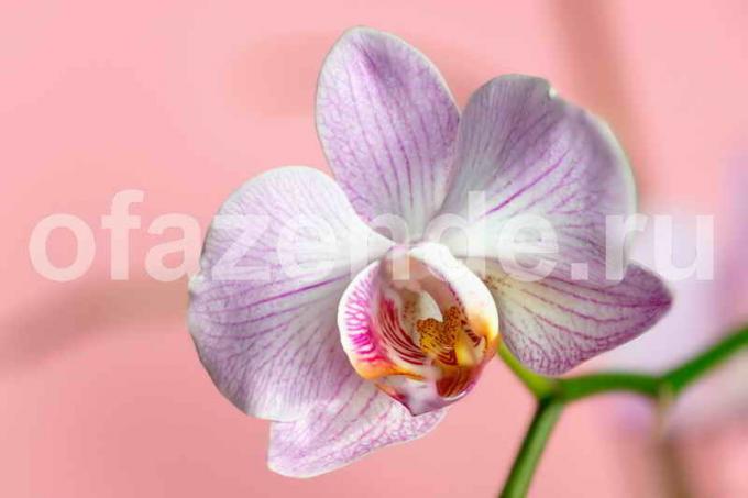 Kaikki mitä sinun tarvitsee tietää kukinnan orkideat