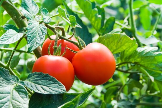 Tomaatteja ei pidä istuttaa sen jälkeen mansikoita. Havainnollistamiseen artikkeli käytetään tavallisen ajokortin © ofazende.ru