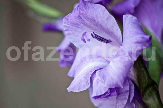 Kasvava Gladiolus. Havainnollistamiseen artikkeli käytetään tavallisen ajokortin © ofazende.ru