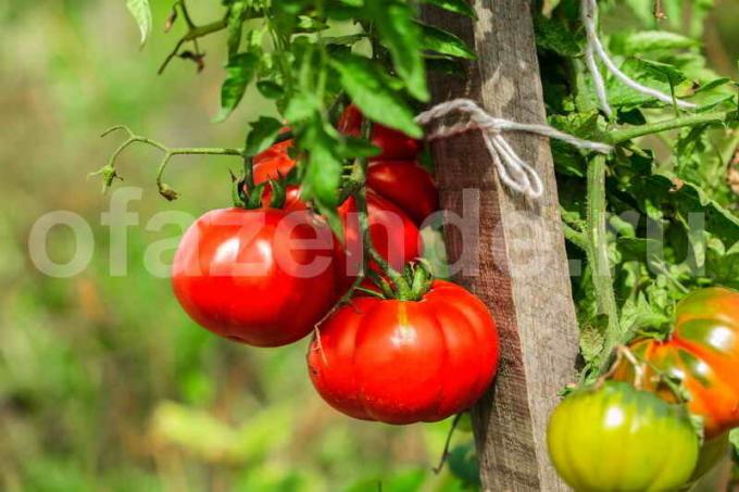 Sukkanauha tomaatit. Havainnollistamiseen artikkeli käytetään tavallisen ajokortin © ofazende.ru