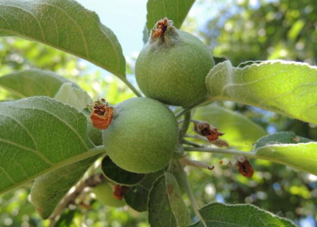 Huolehtiminen omenapuita. Havainnollistamiseen artikkeli käytetään tavallisen ajokortin © ofazende.ru