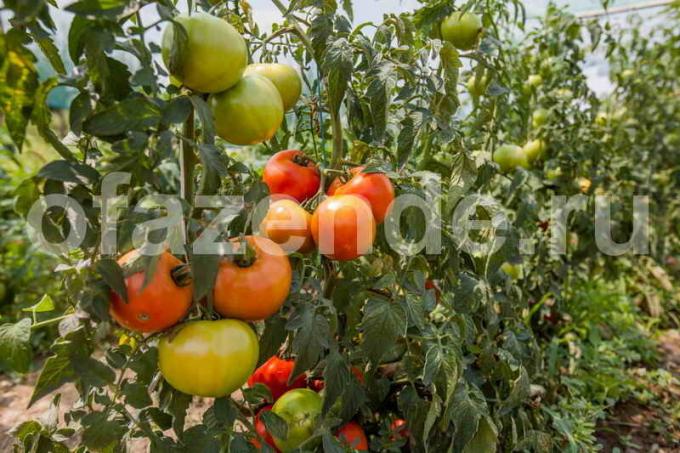 Tärkeimmät vinkit kasvaville tomaatit