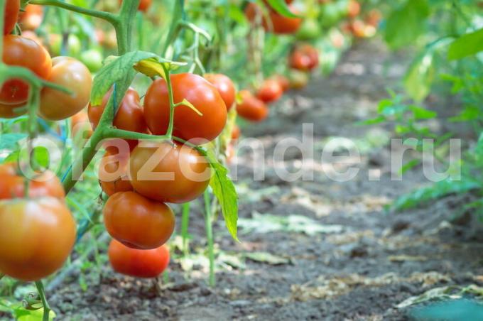 Tomaatti tiedettä. muodostamalla suoritusmuodoissa tomaatti pensaat
