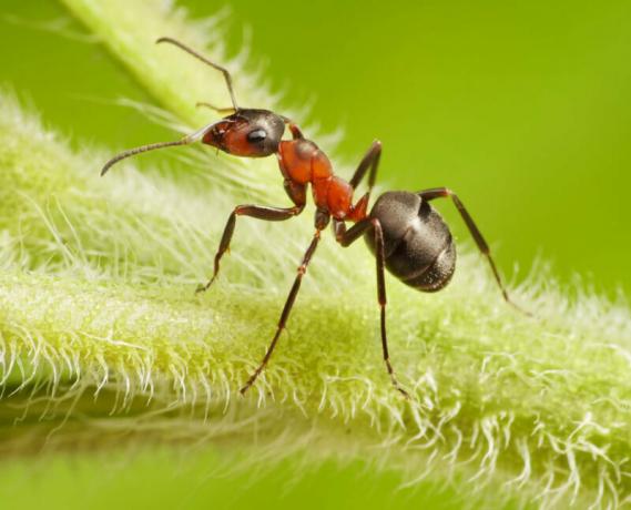 Puutarhan muurahaisia ​​- tämä on todellinen ongelma. Havainnollistamiseen artikkeli käytetään tavallisen ajokortin © ofazende.ru