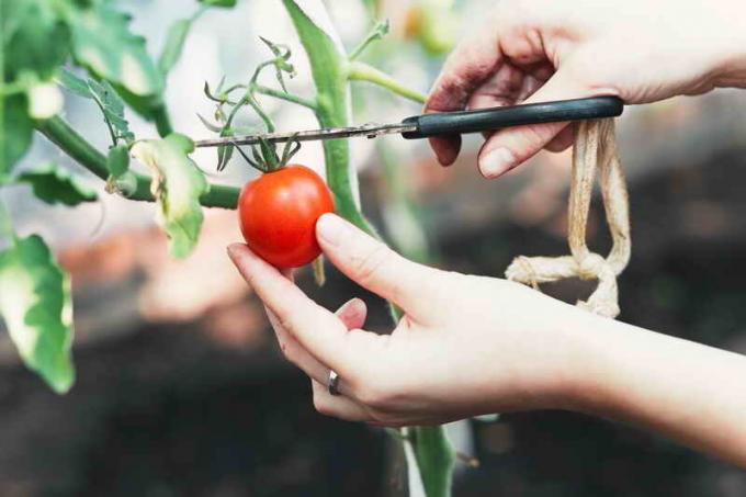 Karsintaa tomaatti. Havainnollistamiseen artikkeli käytetään tavallisen ajokortin © ofazende.ru