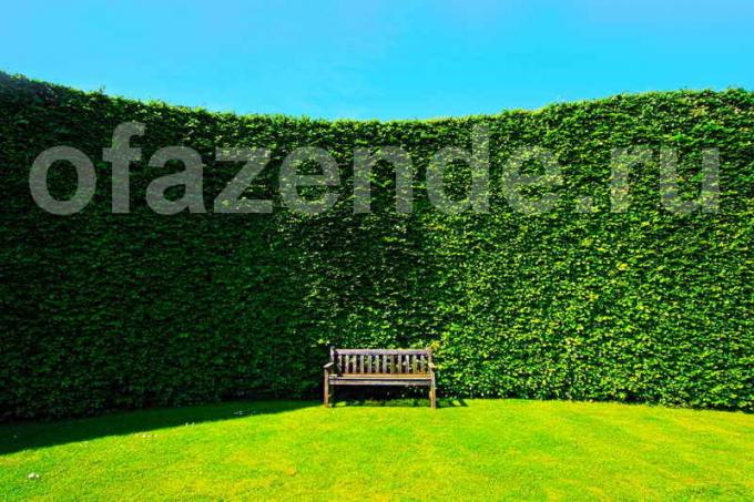 Hedge sivuston: Vinkkejä puutarhurit