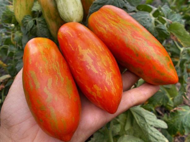 Kolme lajikkeet varhaisen tomaatteja, joka varmasti yllättää sen ainutlaatuisuus ja tuottavuus (osa 4)
