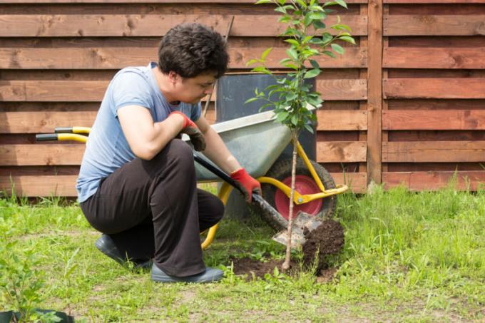 Tutkittuaan mahdollisia kuolinsyistä puita, puutarhuri oppii ei tehdä virheitä, kun istutus. Havainnollistamiseen artikkeli käytetään tavallisen ajokortin © ofazende.ru