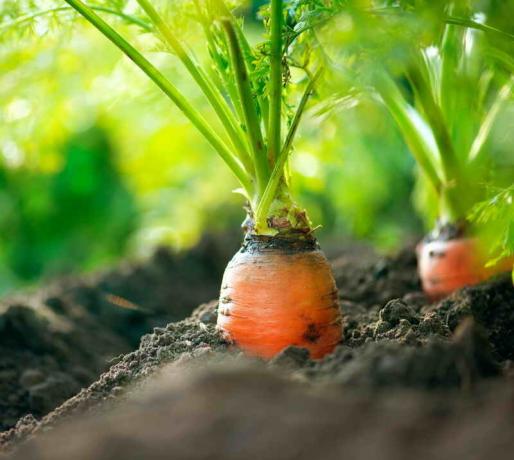 Kasvava porkkanoita. Havainnollistamiseen artikkeli käytetään tavallisen ajokortin © ofazende.ru