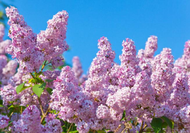 Kukkivat lila - symboli lähestyvän kesän. Havainnollistamiseen artikkeli käytetään tavallisen ajokortin © ofazende.ru