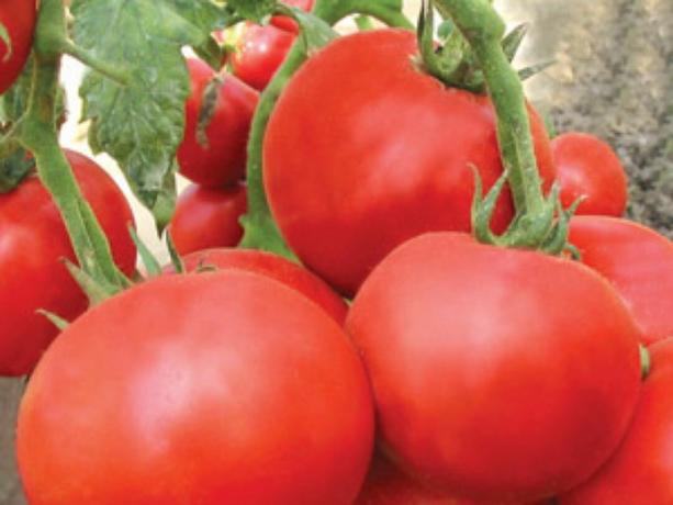 Useimmat aikaisin lajikkeiden tomaatteja: tyypit ja kuvaukset