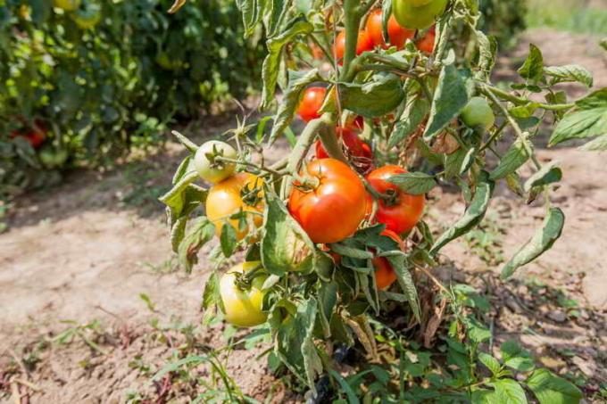 Tomaatti lehtiä kiharaa. Havainnollistamiseen artikkeli käytetään tavallisen ajokortin © ofazende.ru