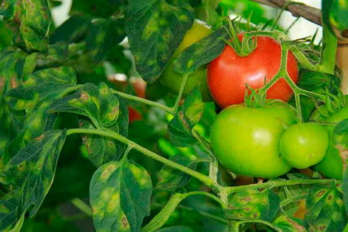 Cladosporium tomaatit. Havainnollistamiseen artikkeli käytetään tavallisen ajokortin © ofazende.ru