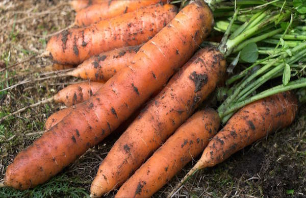 5 porkkanaa kylvetty ennen talvea vikoja: miten ei menetä sadon