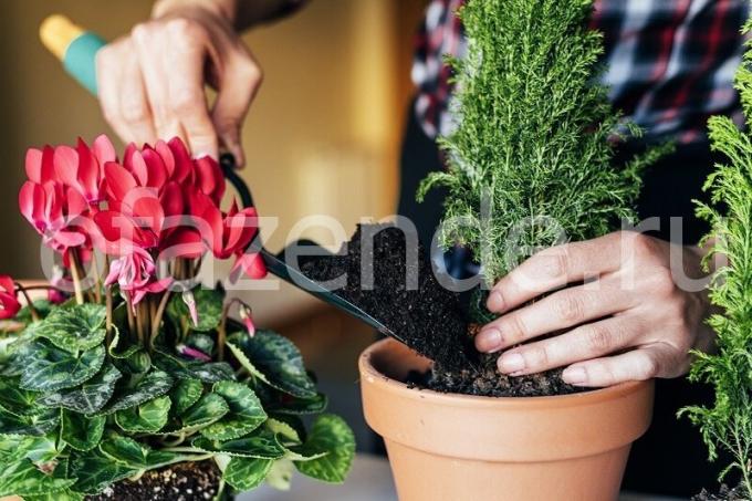 Huolehtiminen kasveja. Havainnollistamiseen artikkeli käytetään tavallisen ajokortin © ofazende.ru