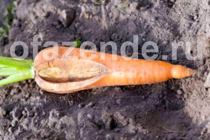 Säröillä porkkanat. Havainnollistamiseen artikkeli käytetään tavallisen ajokortin © ofazende.ru