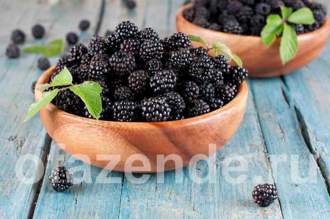 Blackberry oman puutarhan: tyypit, kuvaus ja viljely