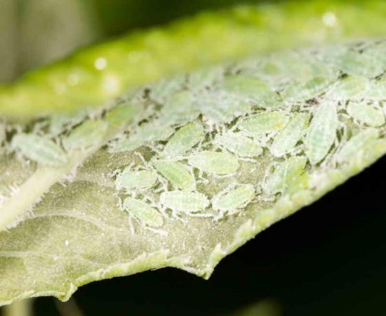 Super avulla aphid - soveltaminen etikkaa