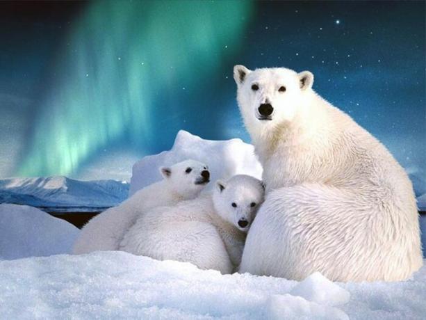 Huippuvuorilla on yli tuhat lajia jääkarhuja.