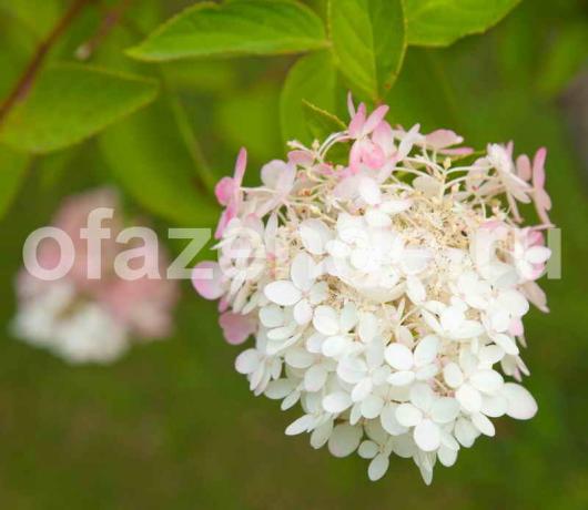 Japaninhortensia. Havainnollistamiseen artikkeli käytetään tavallisen ajokortin © ofazende.ru