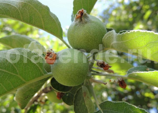 Munasarja omenat oksalla. Havainnollistamiseen artikkeli käytetään tavallisen ajokortin © ofazende.ru