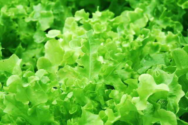 Ruohosipuli salaattia. Havainnollistamiseen artikkeli käytetään tavallisen ajokortin © ofazende.ru