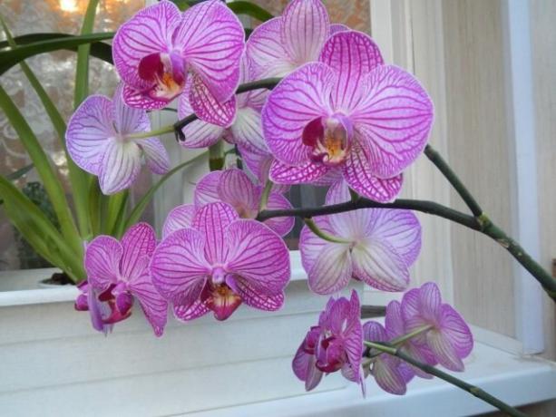 Mitä tehdä Kanta orkidea kukinnan jälkeen seuraavaan tulevat nopeammin