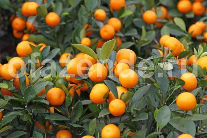 Kasvava mandariini puu. Havainnollistamiseen artikkeli käytetään tavallisen ajokortin © ofazende.ru