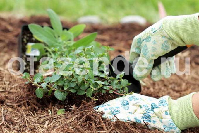 Multaa vastaan ​​rikkaruohot: Vinkkejä puutarhurit