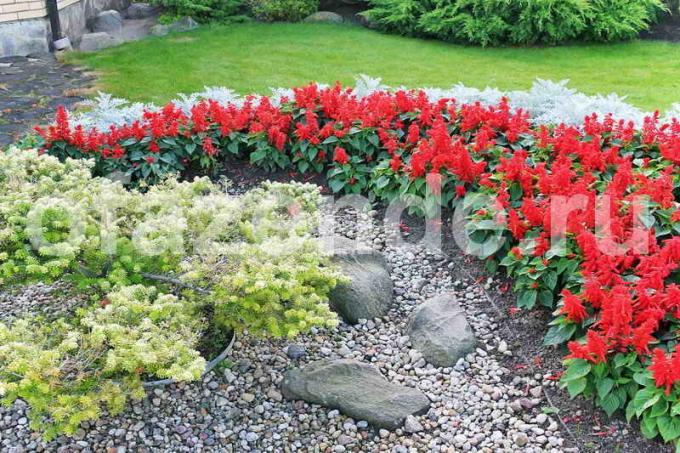 Kukkapenkkiin kivien: Vinkkejä puutarhurit