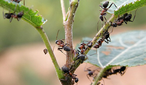 Eroon muurahaisia ​​käyttämällä ammoniakkia